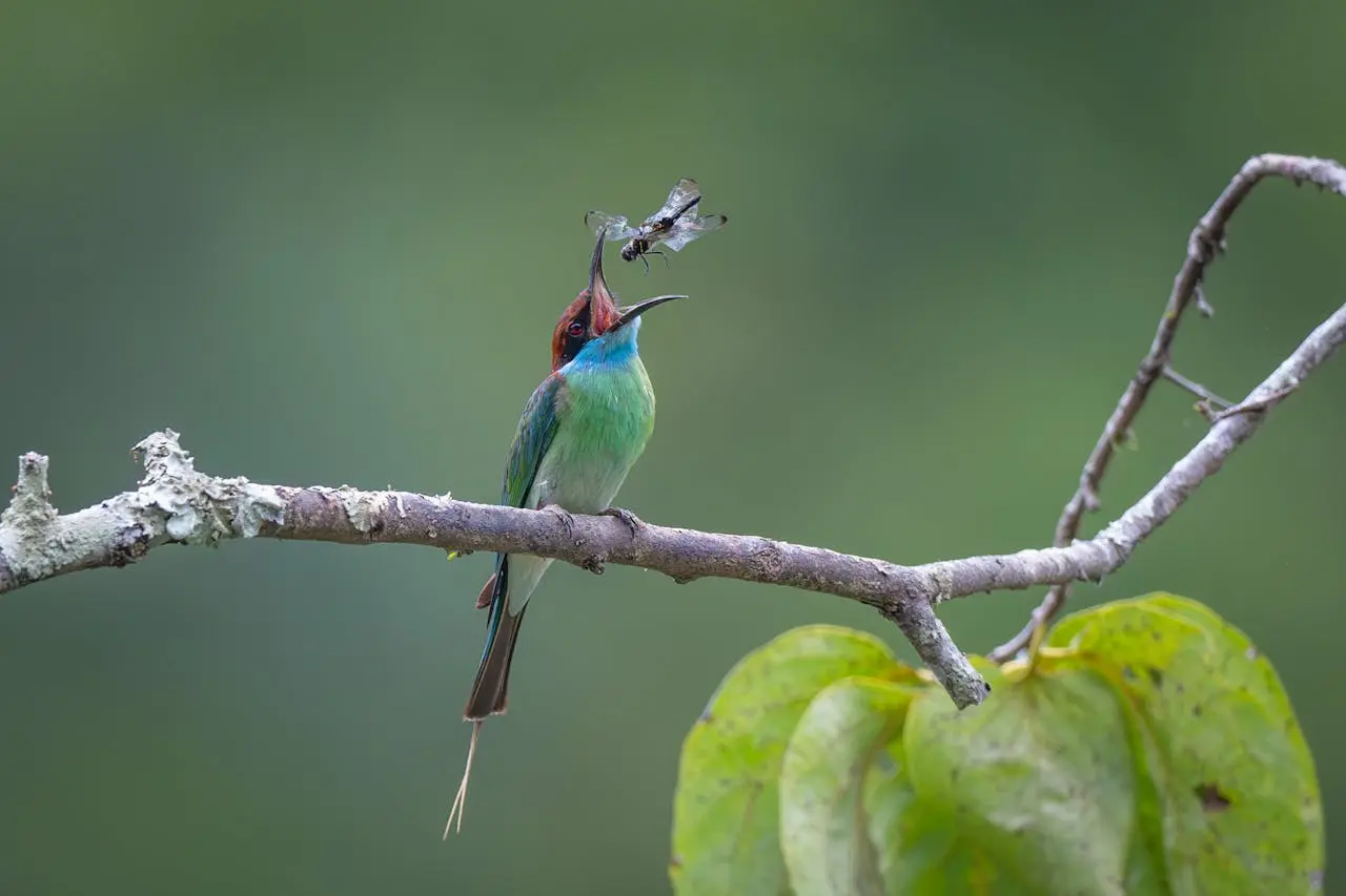 blue-bearded-bee-eater blue-bearded-bee-eater