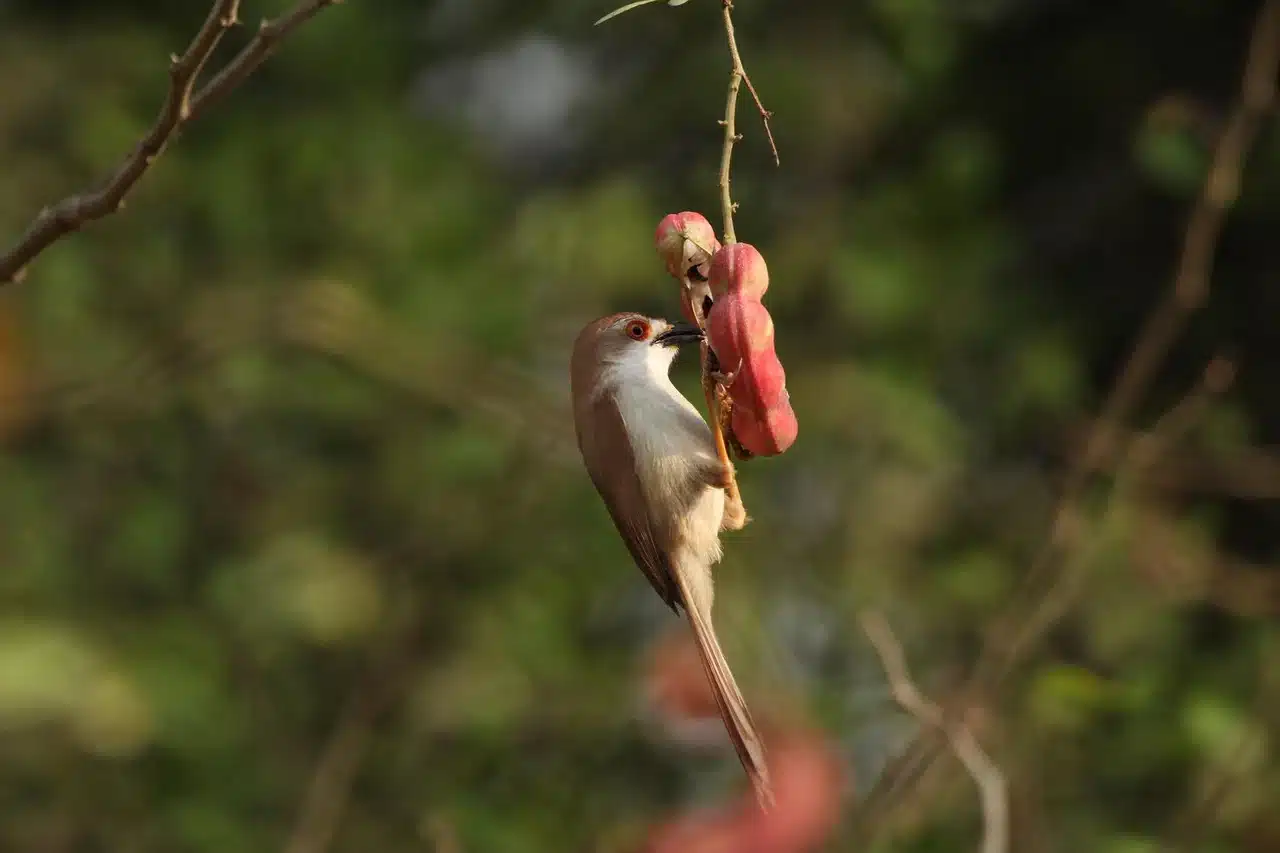 yellow-eyed-babbler yellow-eyed-babbler