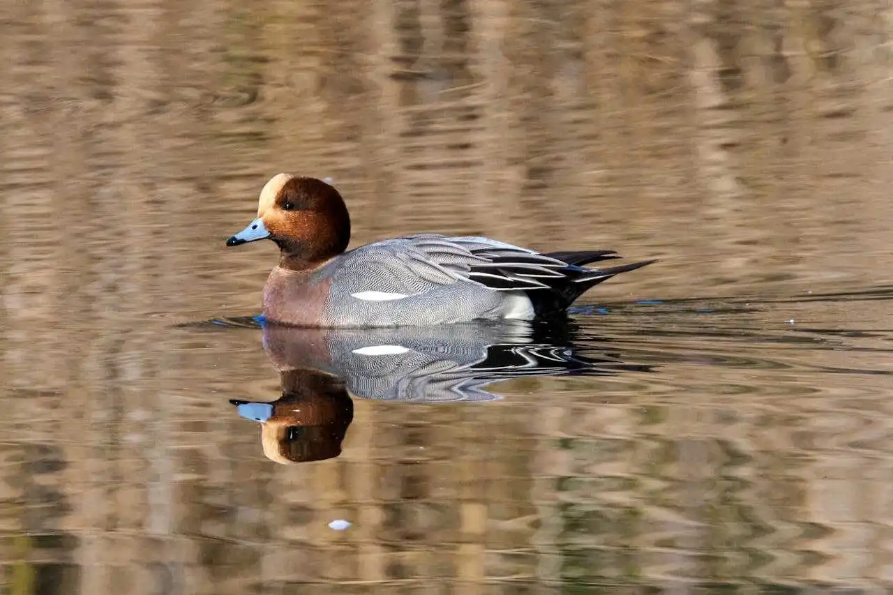 eurasian-wigeon eurasian-wigeon