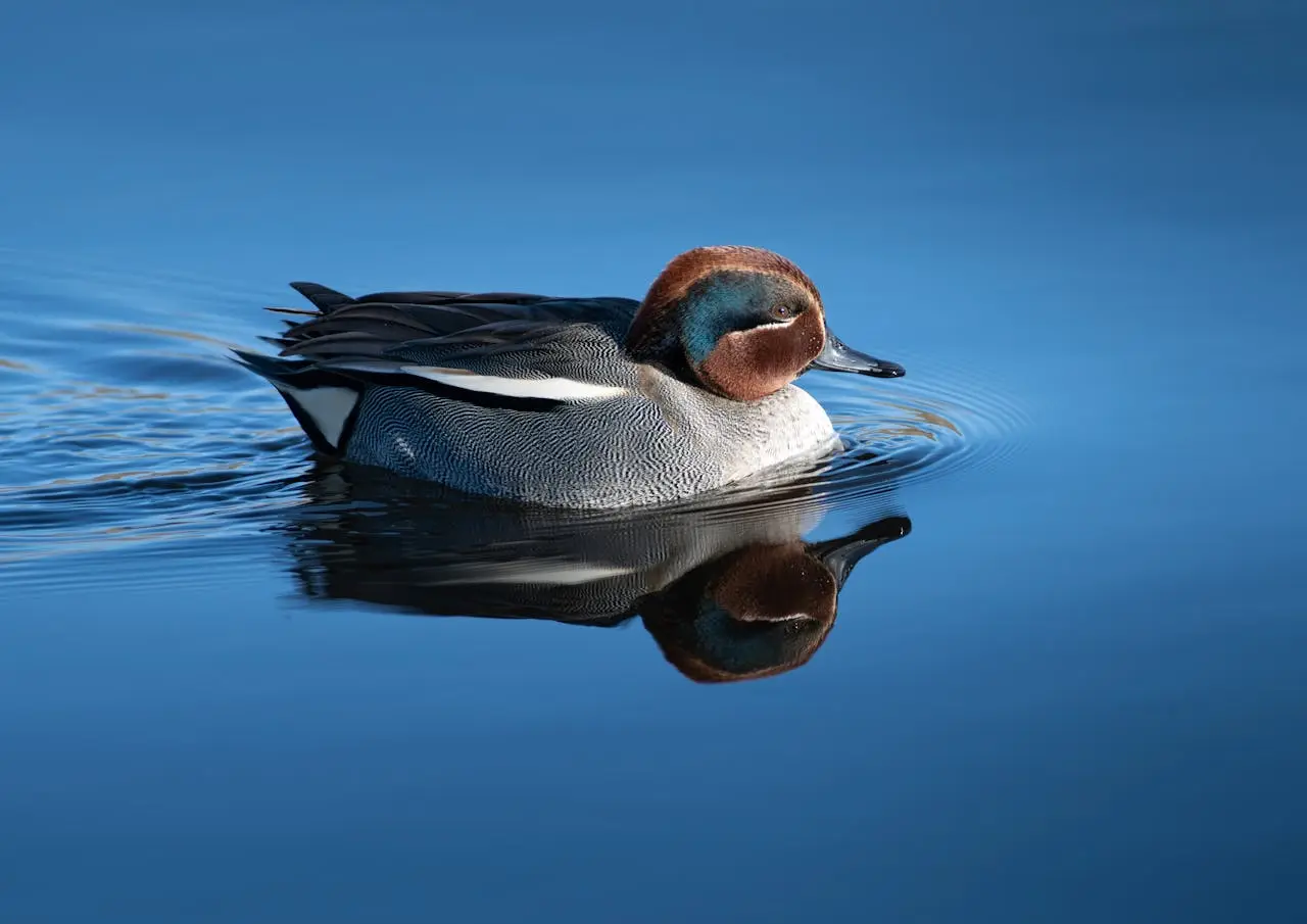 eurasian-teal eurasian-teal common teal