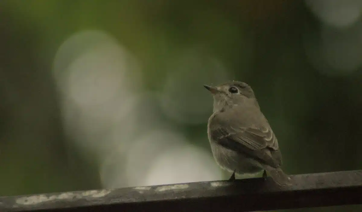 asian-brown-flycatcher asian-brown-flycatcher