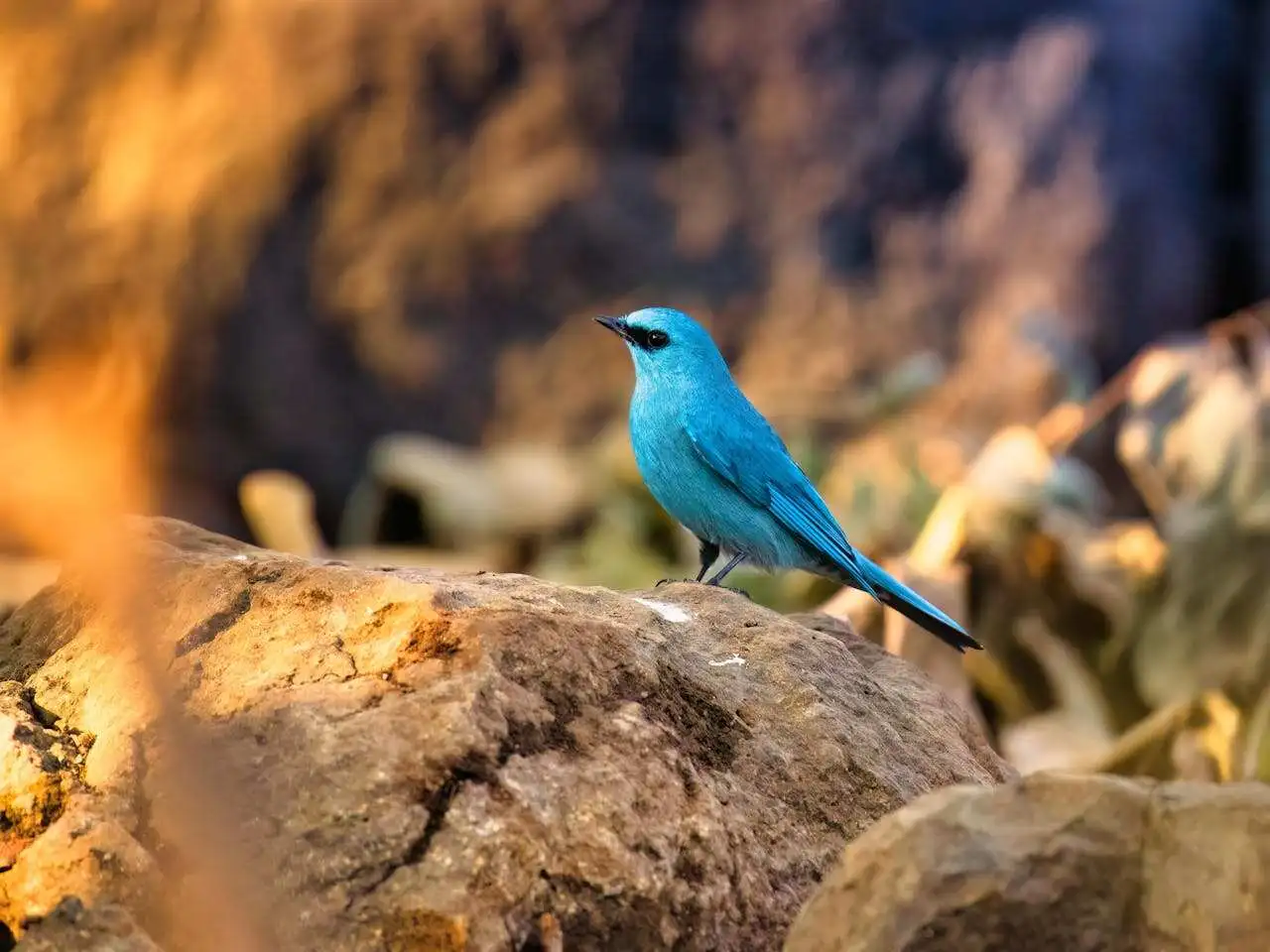 verditer-flycatcher verditer-flycatcher