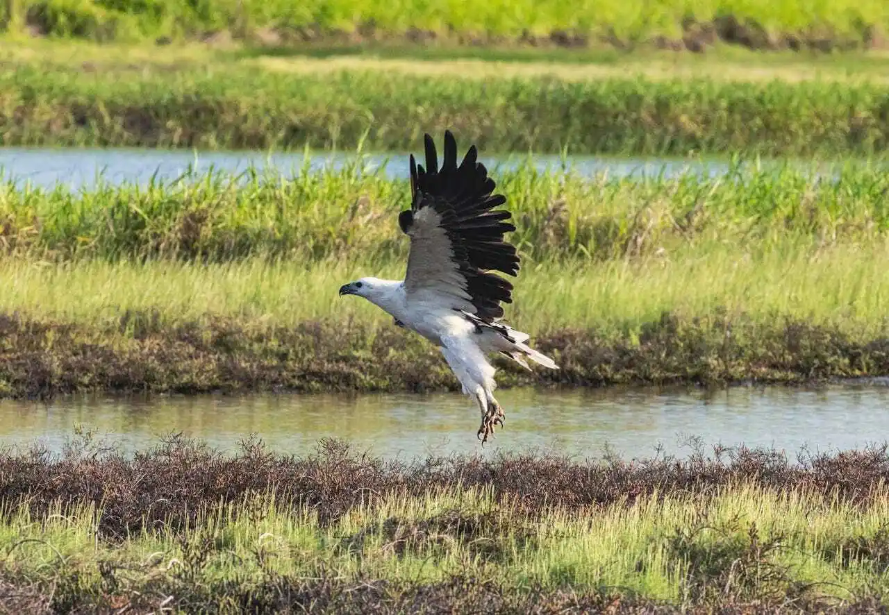 white-bellied-sea-eagle white-bellied-sea-eagle