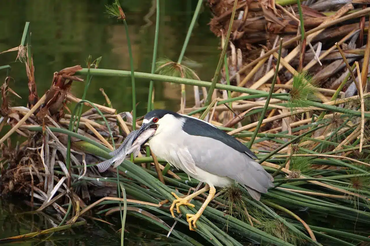 black-crowned-night-heron black-crowned-night-heron
