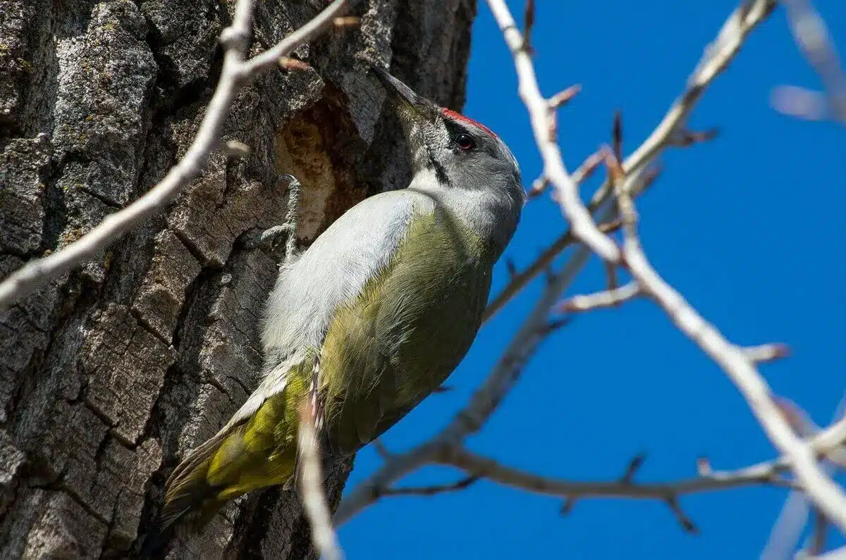 grey-headed-woodpecker grey-headed-woodpecker