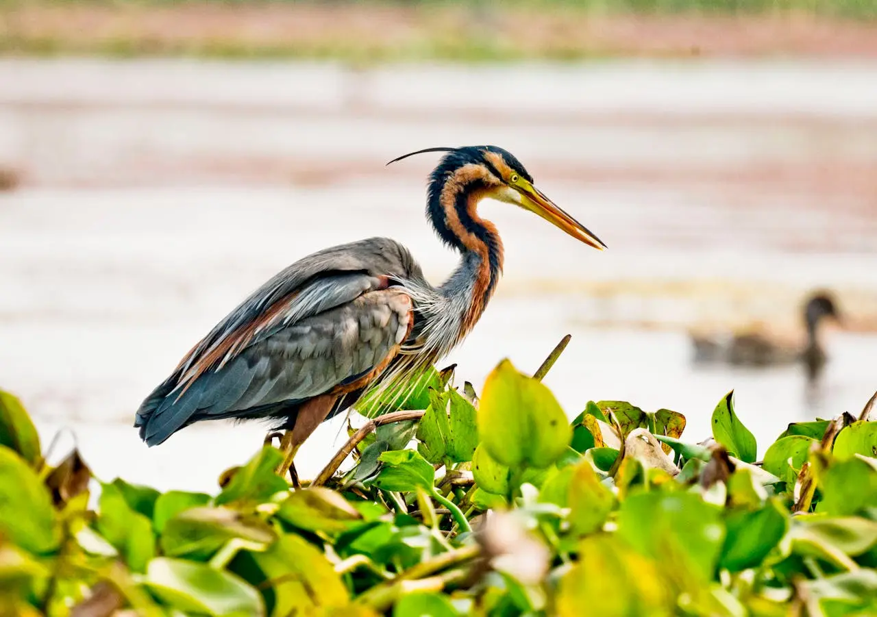 purple-heron purple-heron