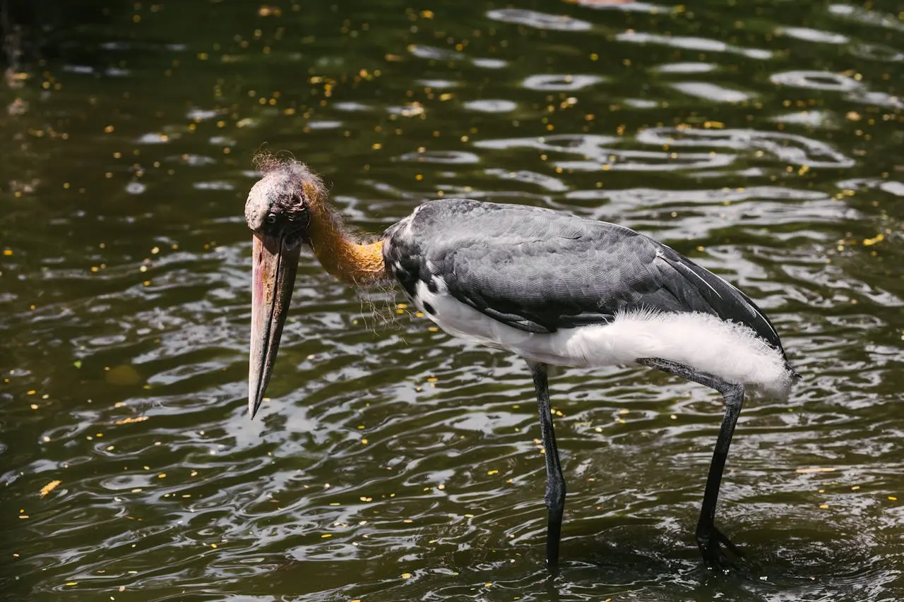 lesser-adjutant-stork lesser-adjutant-stork