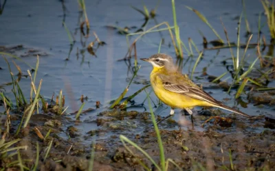Birds of the Sundarban: A Haven for Avian Life