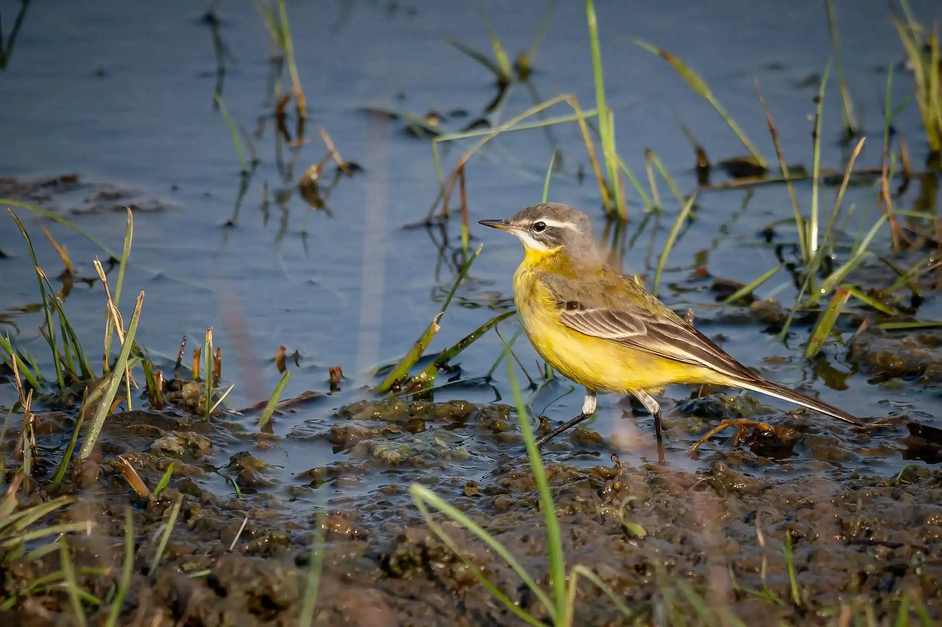yellow-wagtail-sundarban yellow-wagtail-sundarban