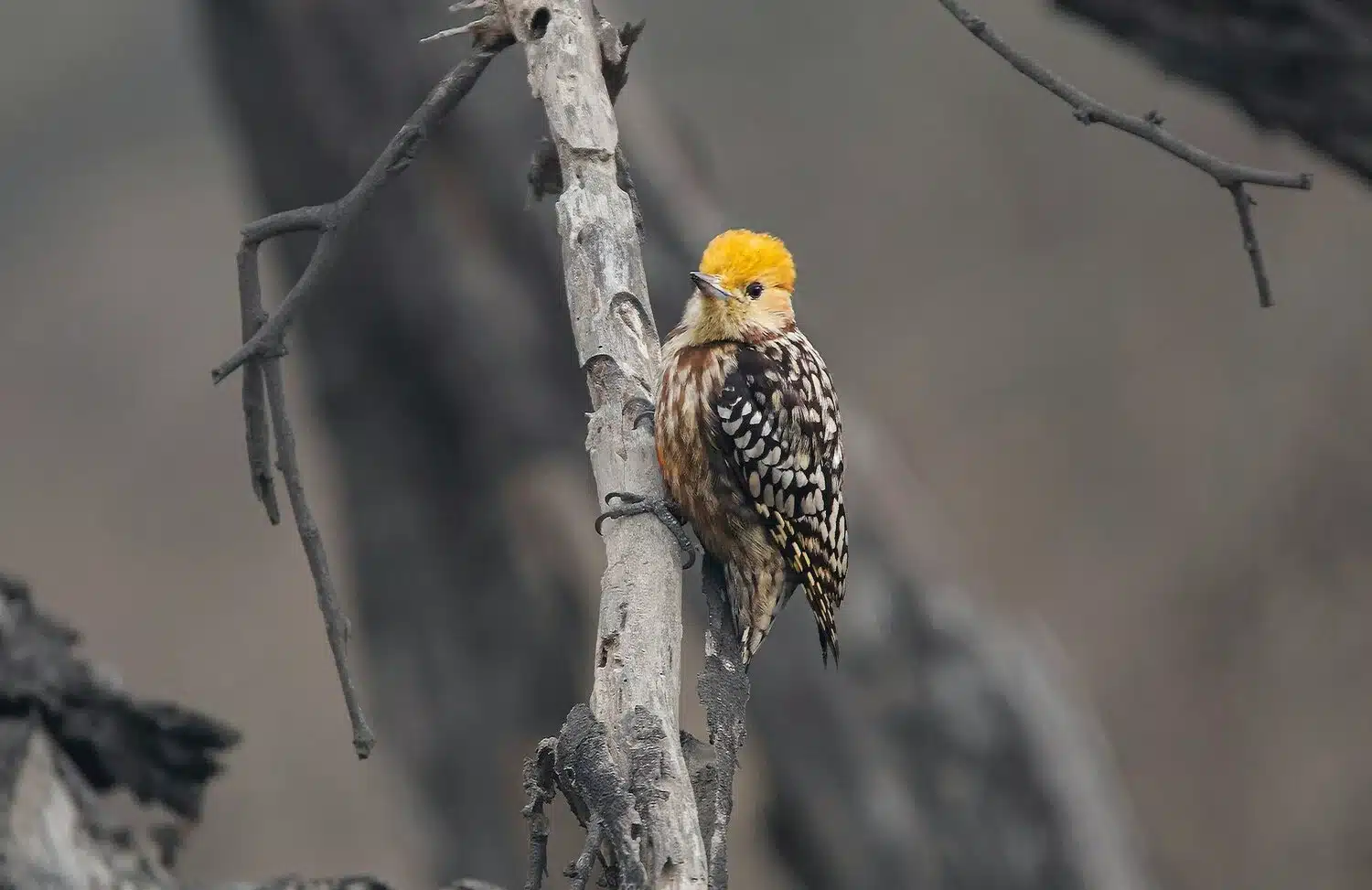 yellow-crowned-woodpicker yellow-crowned-woodpicker