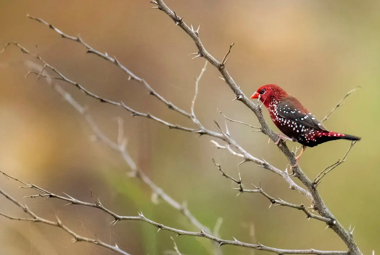 red-avadavat red-avadavat