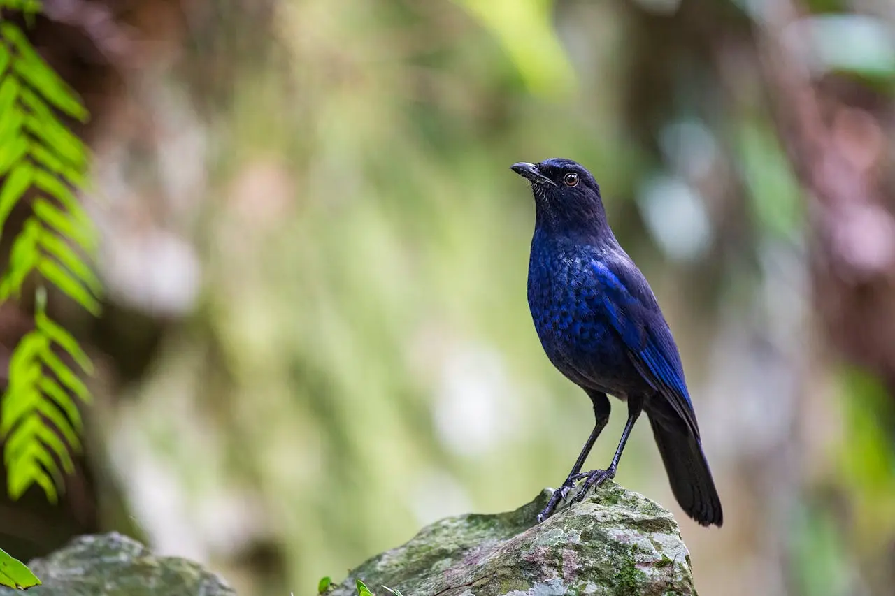 malabar-whistling-thrush malabar-whistling-thrush