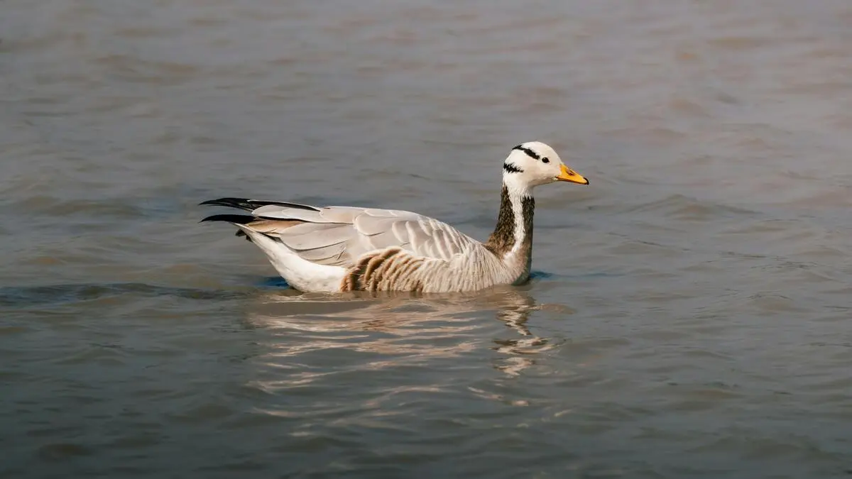 bar-headed-goose bar-headed-goose