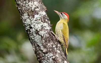 Birds of Satpura: A Paradise for Birdwatchers
