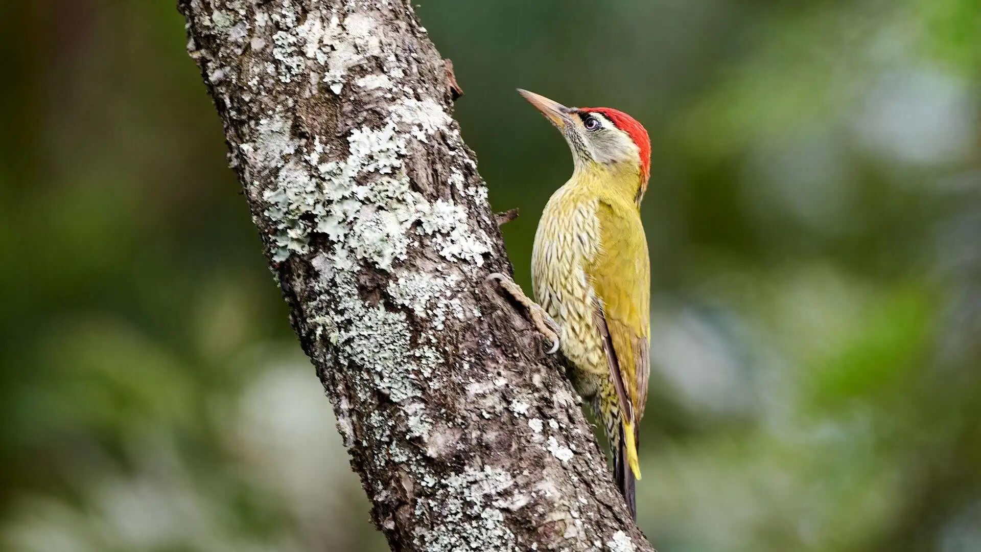 satpura-birds satpura-birds