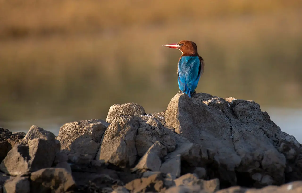 common-kingfisher common-kingfisher