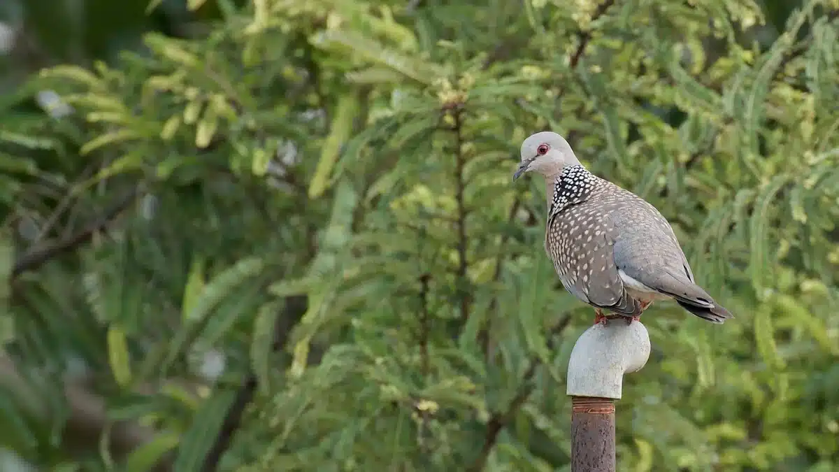 spotted-dove spotted-dove