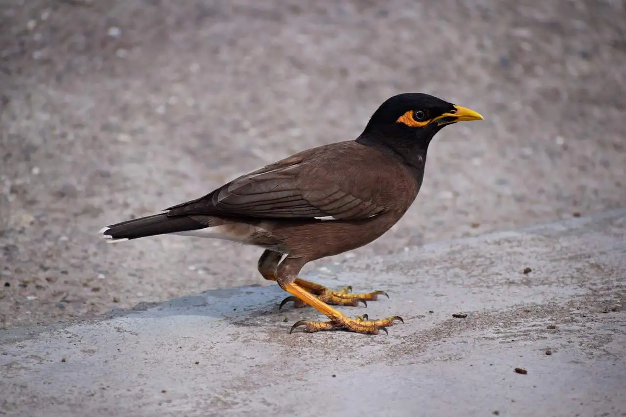 common-myna common-myna