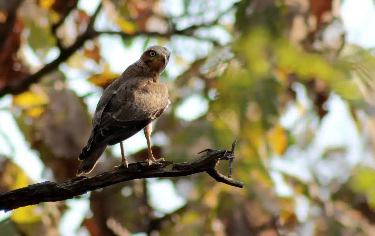 white-eye-buzzard white-eye-buzzard