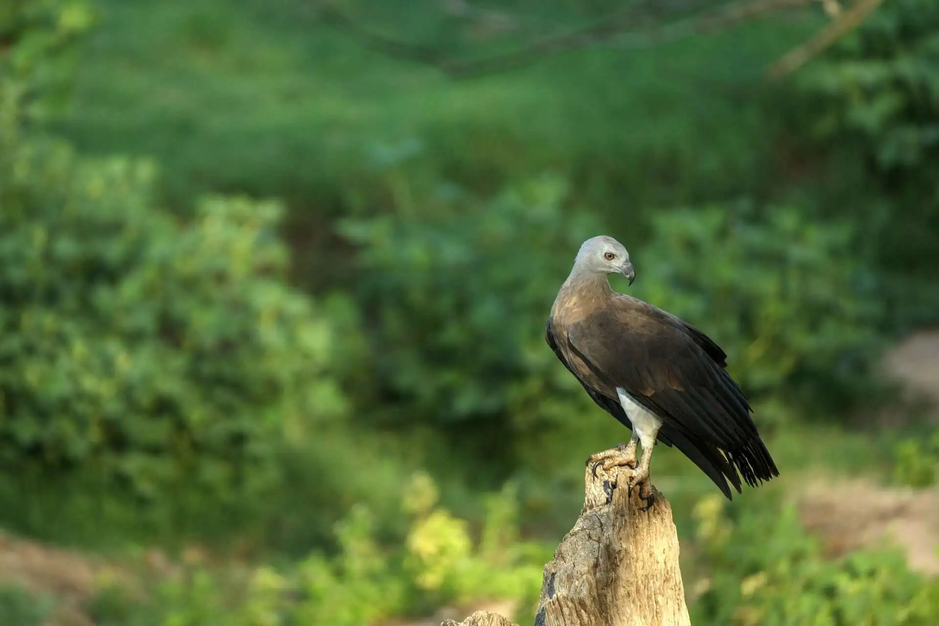 grey-headed-fish-eagle grey-headed-fish-eagle