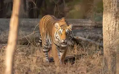 Understanding Terrain and Climate Across India for Tiger Safari