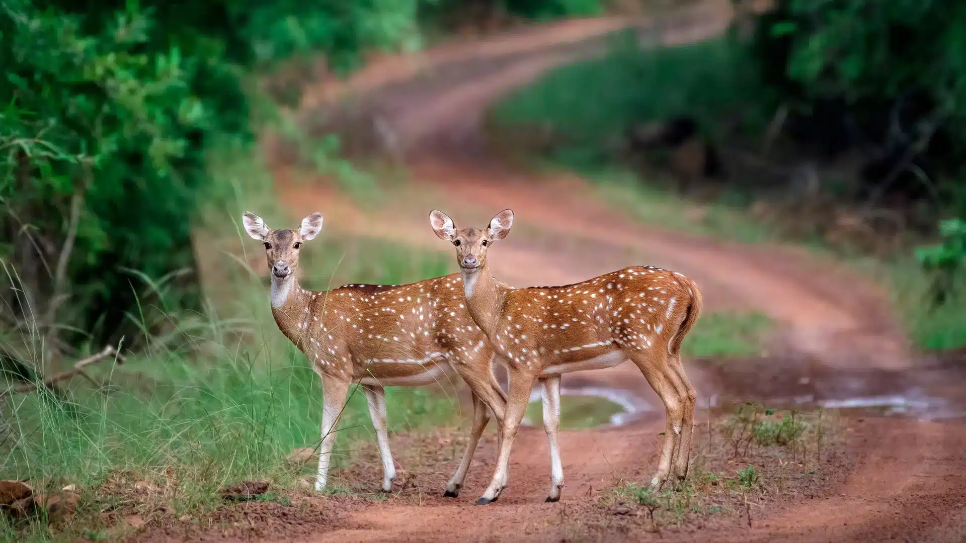 spotted-deer-alert spotted-deer-alert