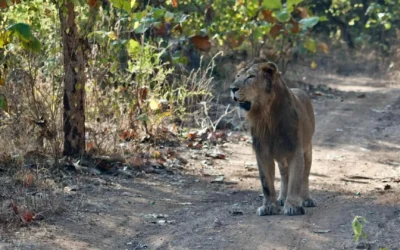 Lion Census 2025 – Lion Population in India