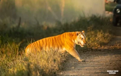 Golden Tigers in India: India’s Rarest Wild Big Cat