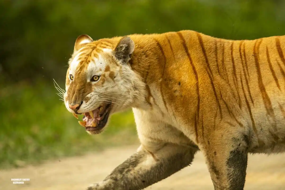 golden-tiger-roaring golden-tiger-roaring