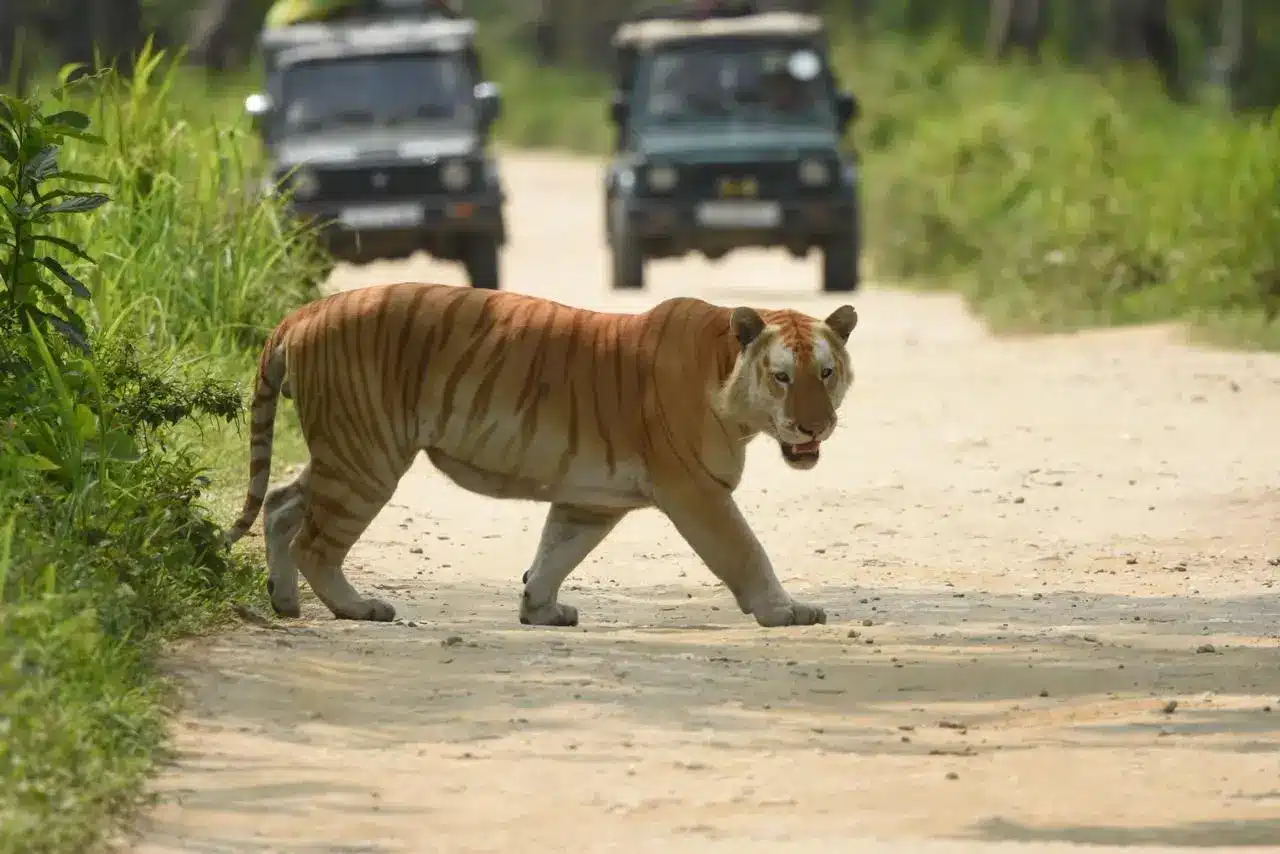 golden-tiger-walking-on-dirt-road golden-tiger-walking-on-dirt-road