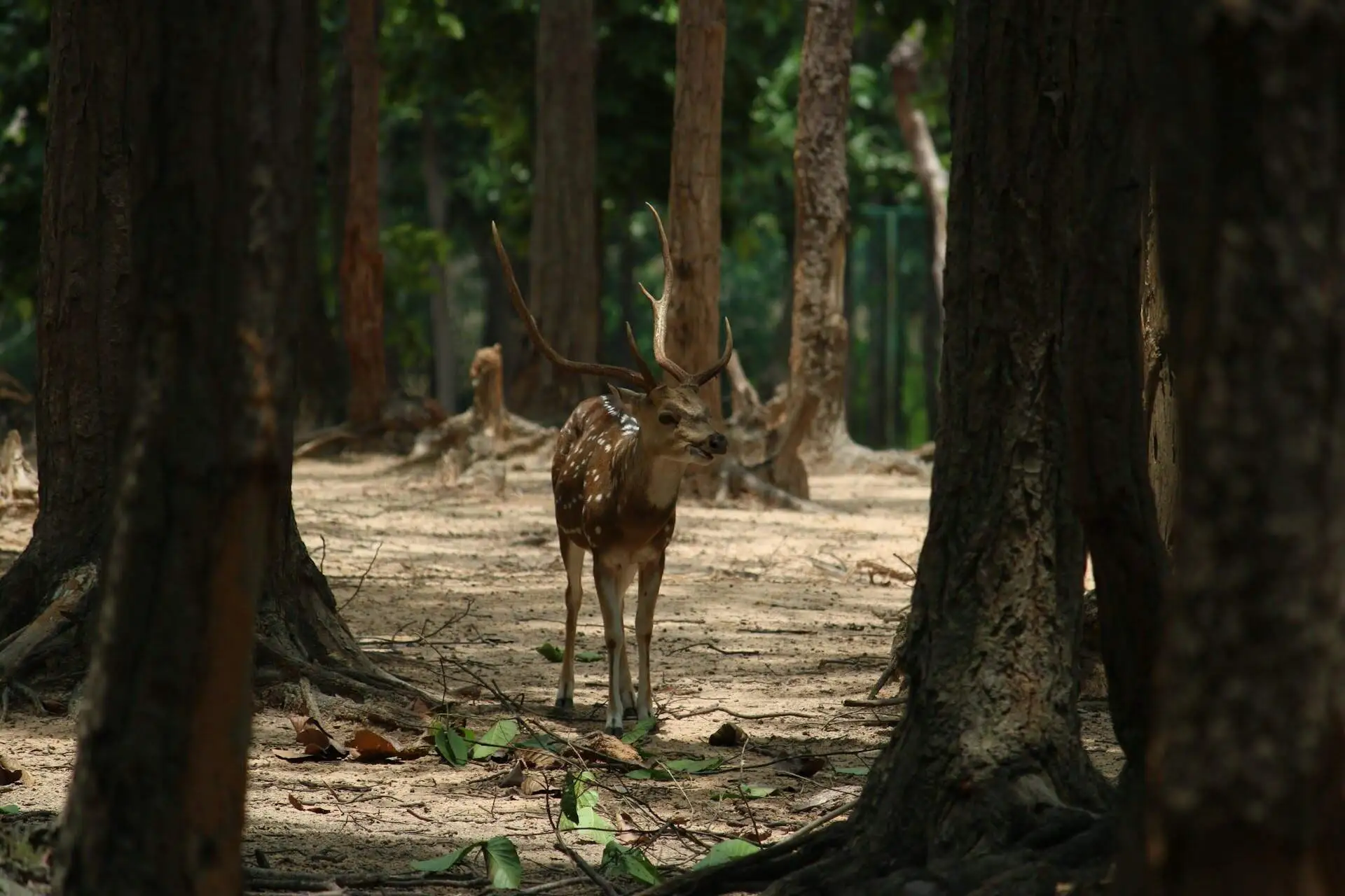 spotted-deer-umred spotted-deer-umred