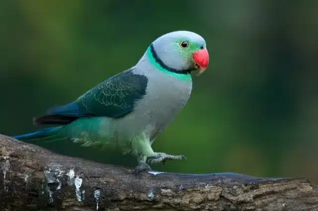 thattеkad-birds-in-india thattеkad-birds-in-india