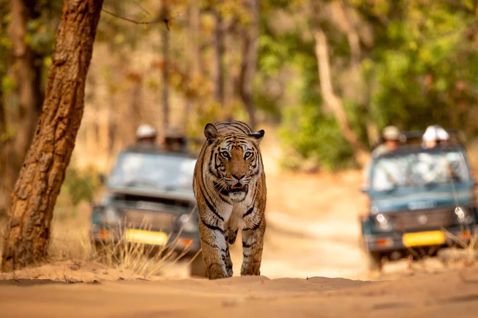 top-tiger-tours-from-delhi top-tiger-tours-from-delhi
