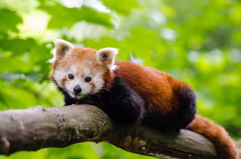 red-panda-in-singalila red-panda-in-singalila