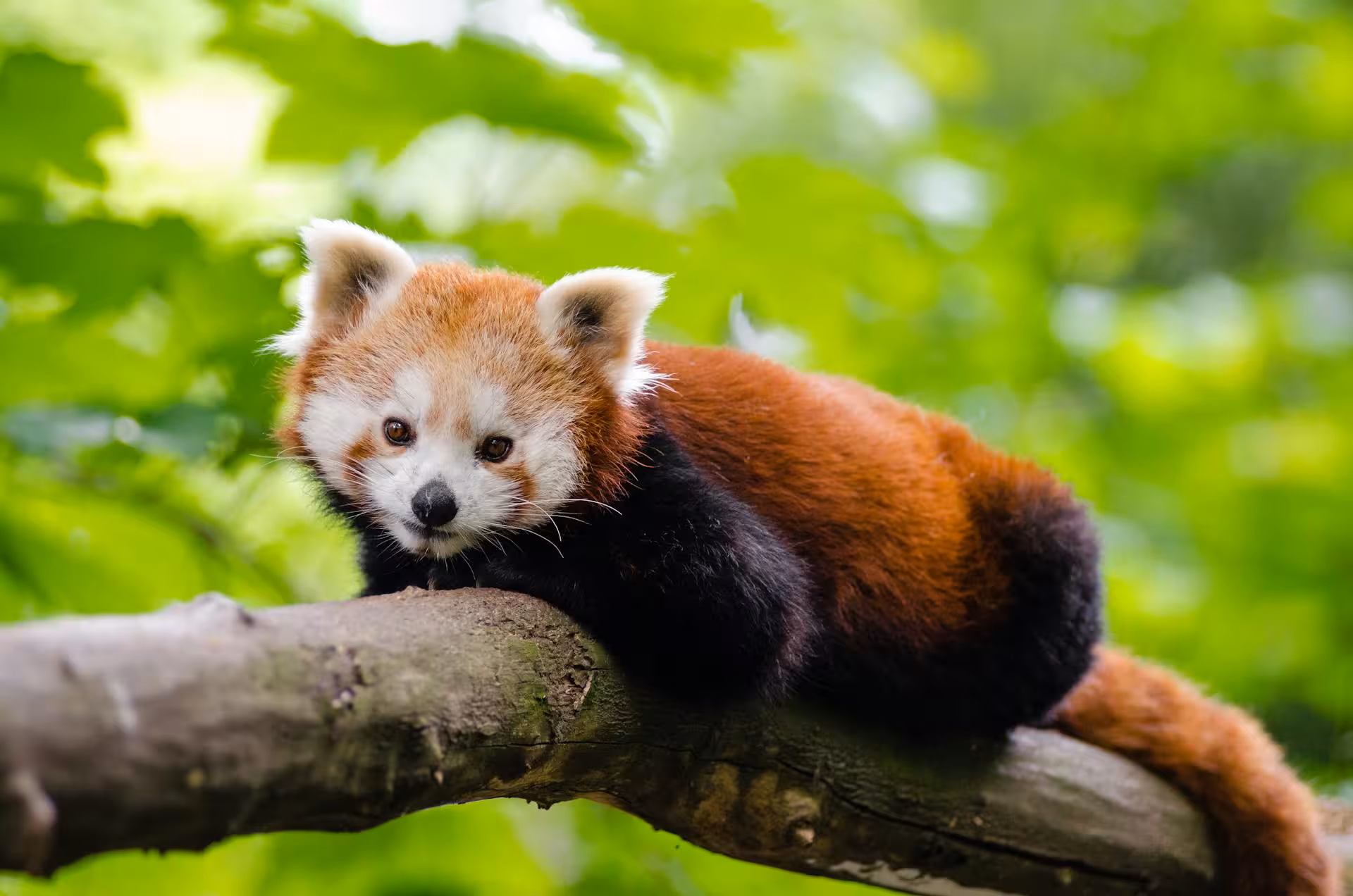red-panda-in-singalila red-panda-in-singalila