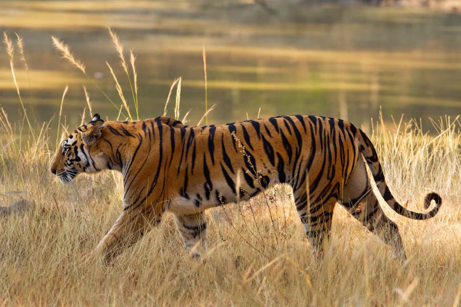 Bandhavgarh Tiger Sagari India Bandhavgarh Tiger