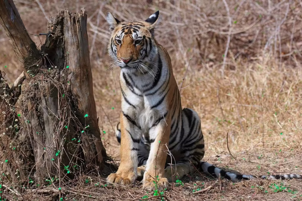 Tadoba-National-Park Tadoba Tiger Reserve Maharashtra