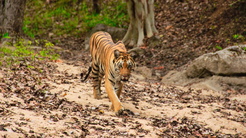 Bengal Tiger-Tadoba-Tiger-Reserve Tiger Reserve - Tadoba Tiger Reserve