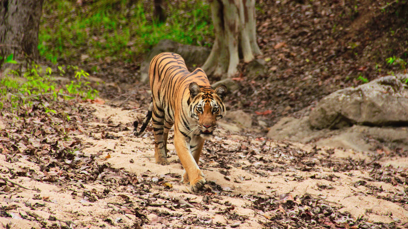 Bengal Tiger-Tadoba-Tiger-Reserve Tiger Reserve - Tadoba Tiger Reserve