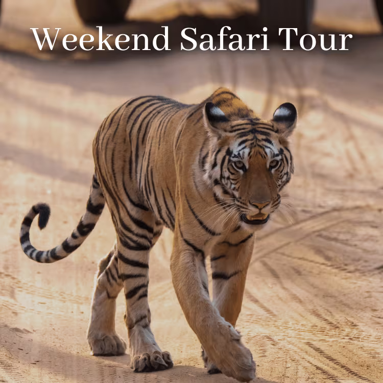 Weekend Safari Tour Weekend Tiger Safari