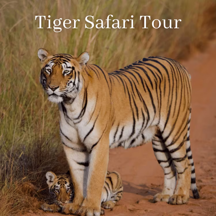 Tiger Safari Tour Tiger Safari Tours in India