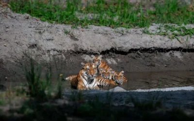 A Solo Traveler’s Guide to Wildlife Safaris in India