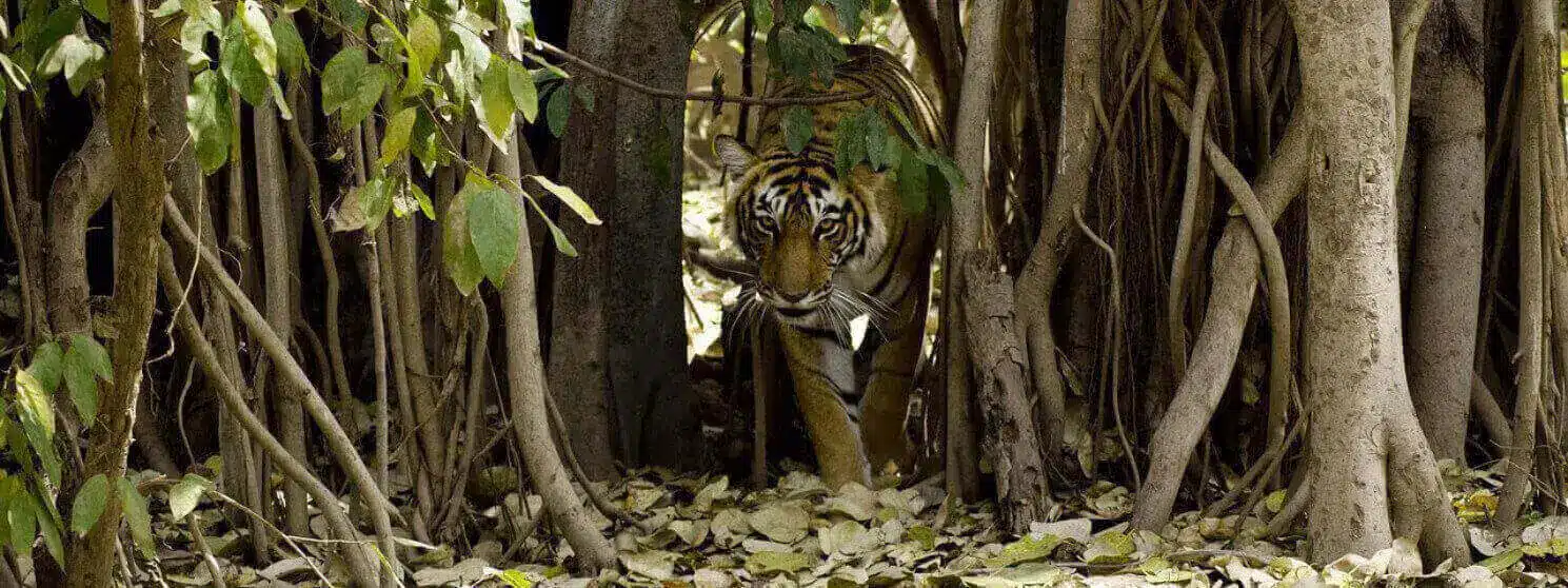 panna-tadoba-pench-satpura-safari panna-tadoba-pench-satpura-safari
