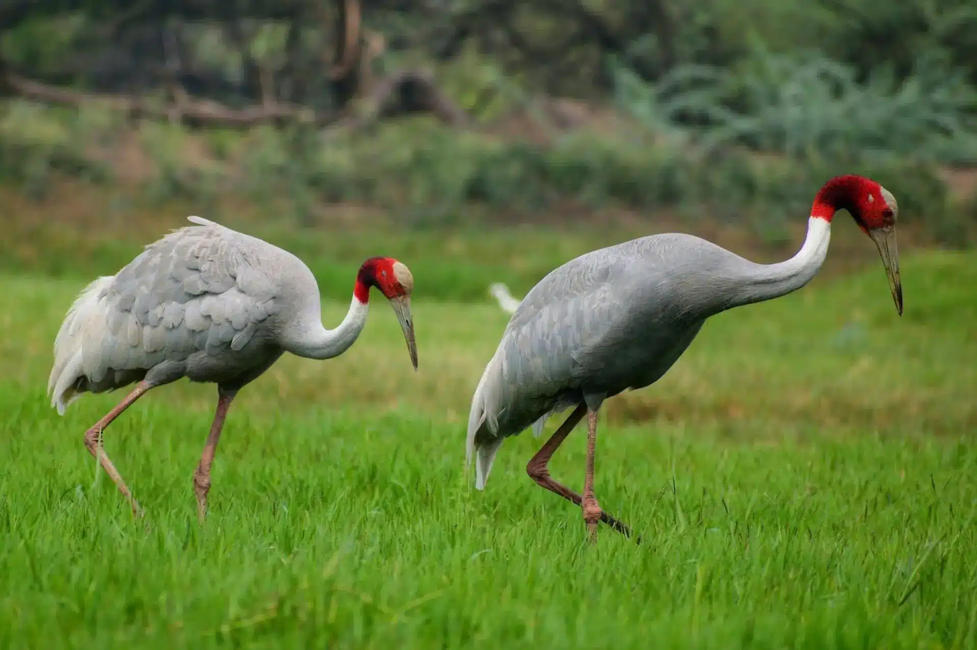 indian-crane-bharatpur indian-crane-bharatpur