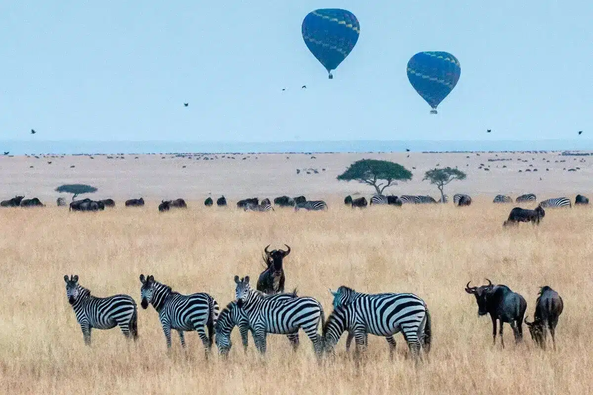 kenya-safari-africa kenya-safari-africa
