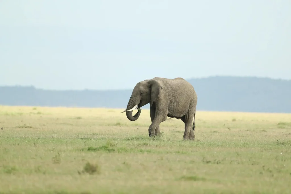 elephant-in-masai-mara-savanna elephant-in-masai-mara-savanna
