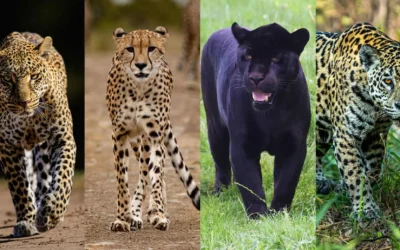 Leopard vs Cheetah vs Jaguar vs Black Panther