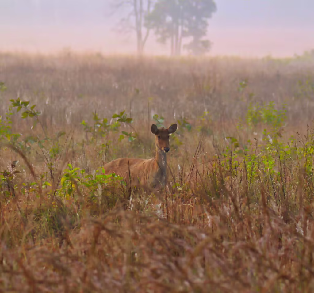 Madhav Tiger Reserve, Madhya Pradesh Madhav Tiger Reserve, Madhya Pradesh