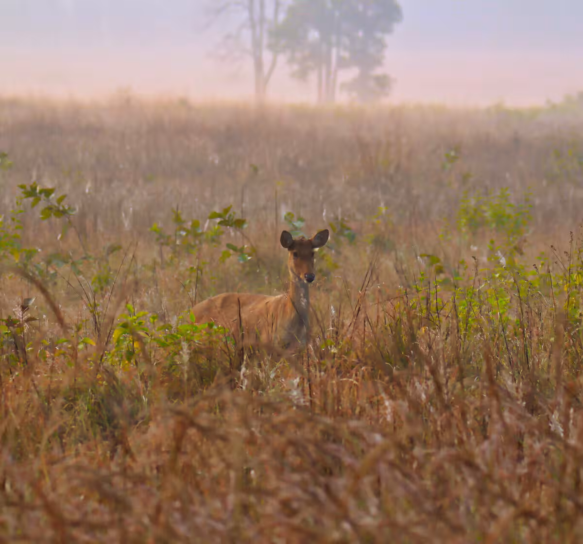 Madhav Tiger Reserve, Madhya Pradesh Madhav Tiger Reserve, Madhya Pradesh