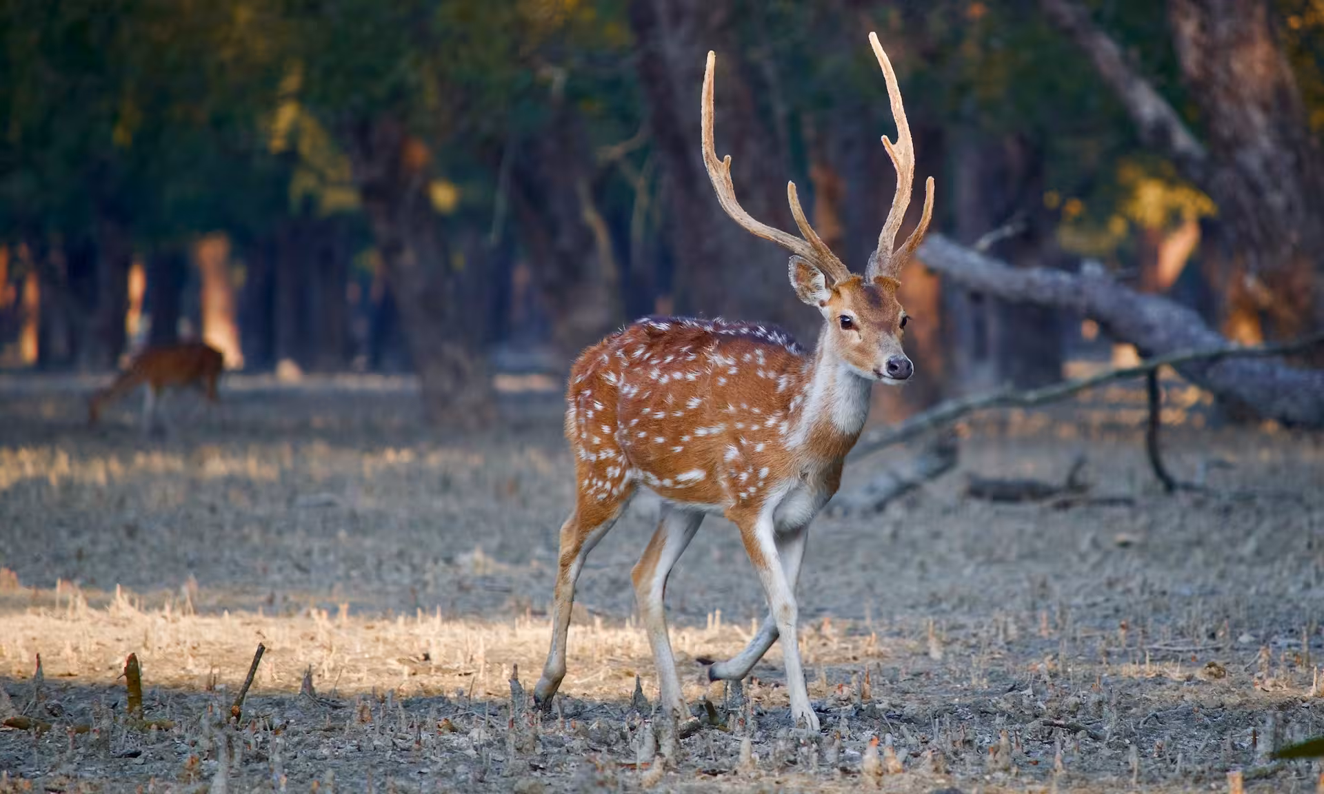 Spotted deer in Sundarban Spotted deer in Sundarban